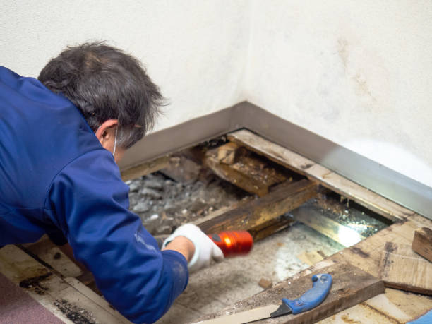 Best Water Damage Restoration  in Sebewaing, MI