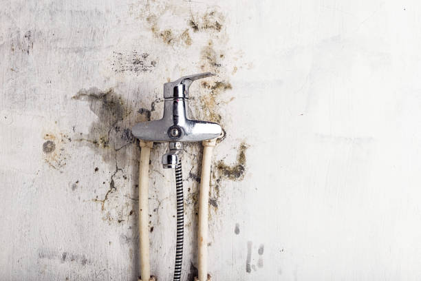 Best Mold Testing and Removal  in Sebewaing, MI