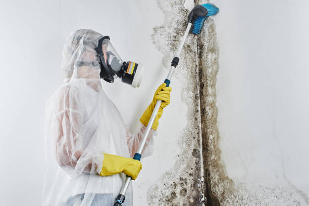 Mold Testing and Removal in Sebewaing, MI