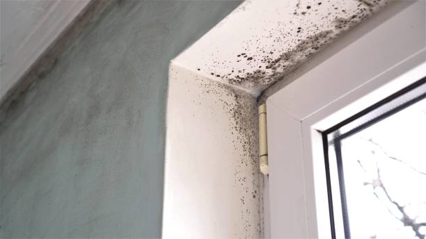 Best Mold Testing  in Sebewaing, MI