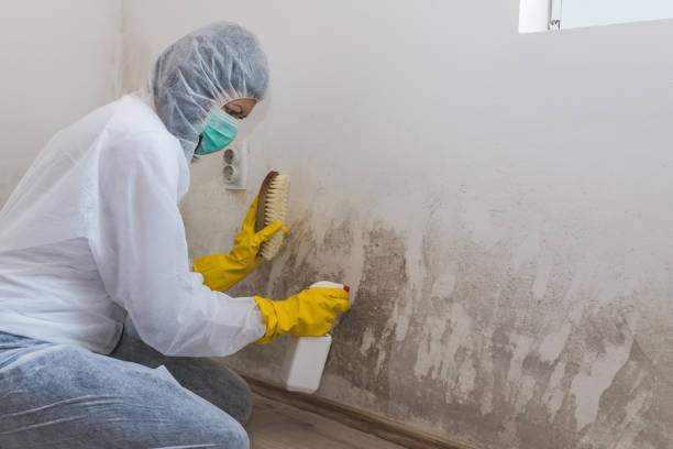 Best Affordable Mold Removal  in Sebewaing, MI