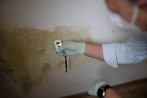 Best Mold Remediation  in Sebewaing, MI