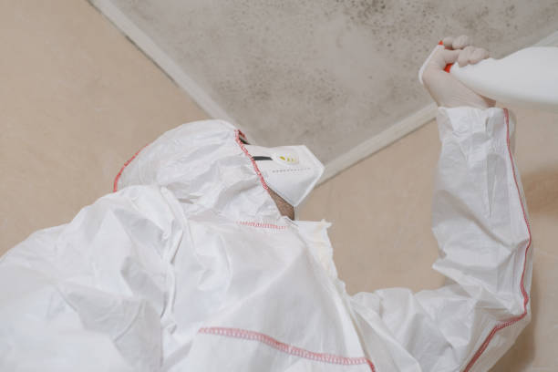 Best Professional Mold Removal  in Sebewaing, MI