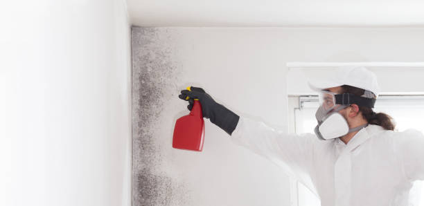 Best Certified Mold Removal  in Sebewaing, MI