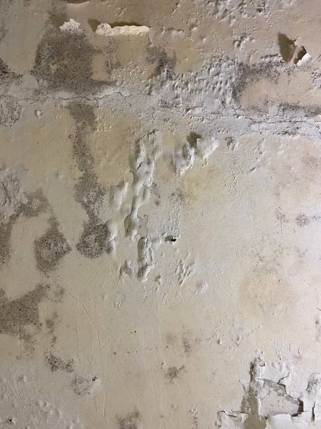 Best Mold Cleaning Services  in Sebewaing, MI