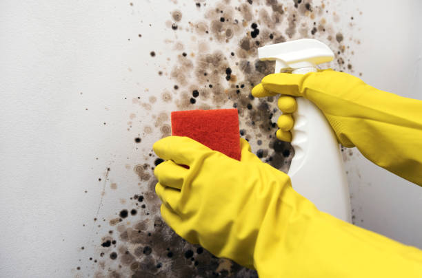 Best Office Mold Removal Services  in Sebewaing, MI