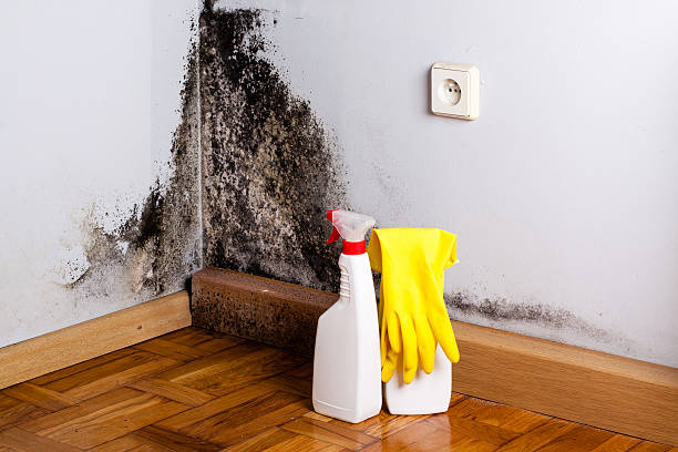 Best Toxic Mold Removal  in Sebewaing, MI