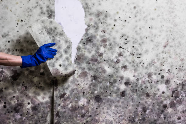 Best Mold Testing  in Sebewaing, MI