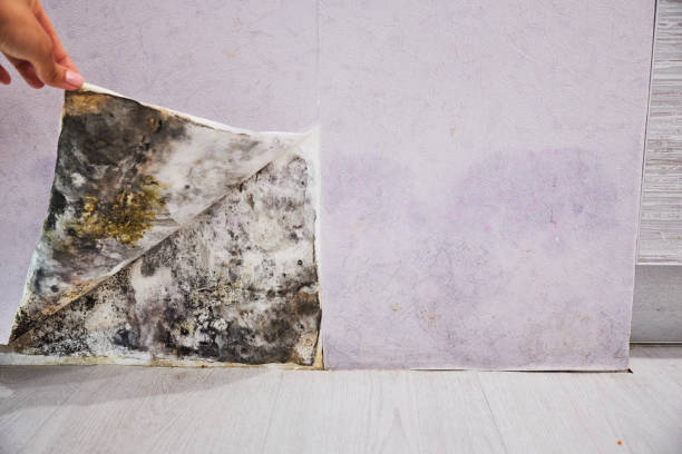 Best Mold Damage Repair  in Sebewaing, MI